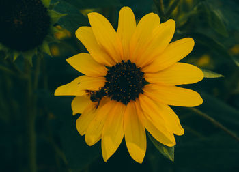 Close-up of honey bee on yellow flower