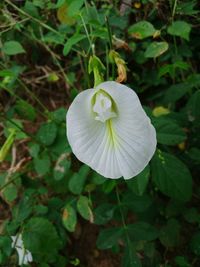 Close-up of white flowering plant