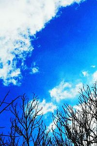 Low angle view of bare tree against blue sky