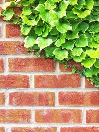 Full frame shot of ivy on brick wall