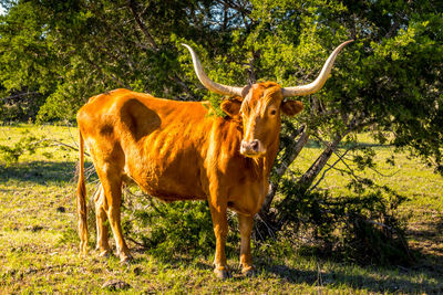 Texas longhorn