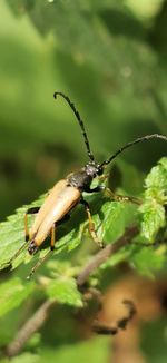 Close-up of insect on plant