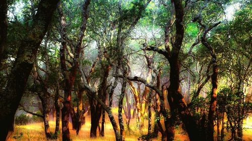 Low angle view of trees in forest