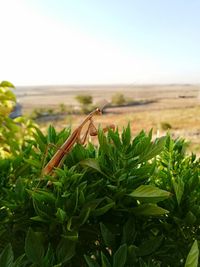 Close-up of lizard on field against sky