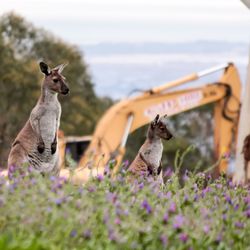 View of an insect on rock