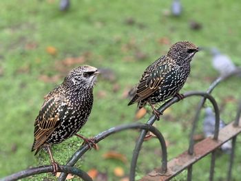 Close-up of birds perching on wood