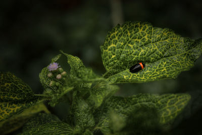 Close-up of green leaves on plant