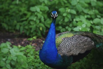 Close-up of peacock