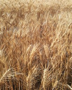 Full frame shot of wheat field