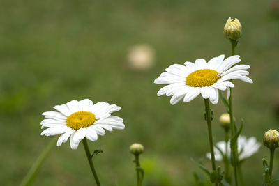 Close-up of white daisy flower on field