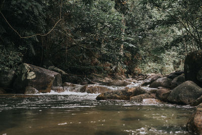 View of river flowing through rocks in forest