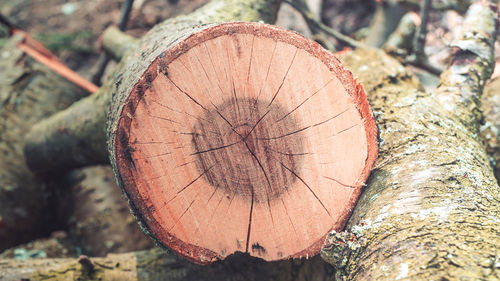 Close-up of tree stump in forest