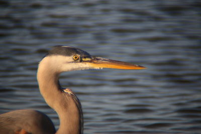 Close-up of duck in lake