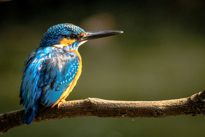 Close-up of bird perching on branch