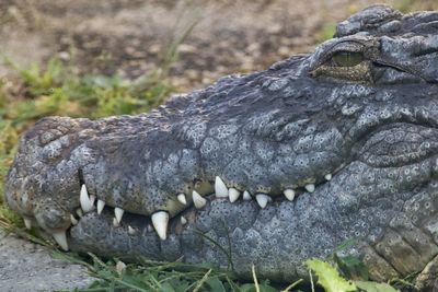 Close-up of crocodile