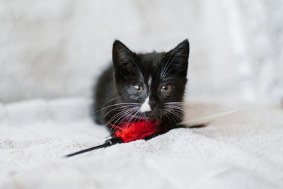 Cute black with white spots little cat playing with a toy