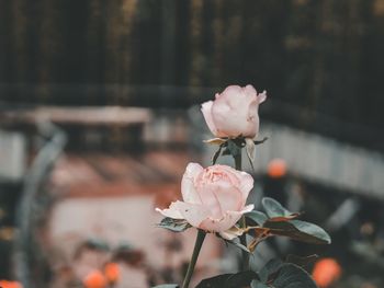 Close-up of pink rose