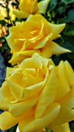 Full frame shot of yellow flower