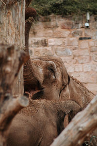 Close-up of elephant