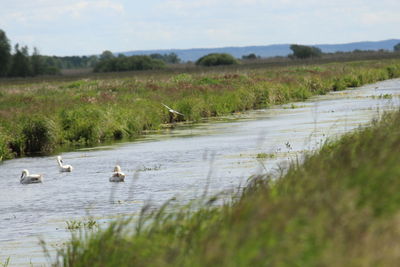 View of birds in lake