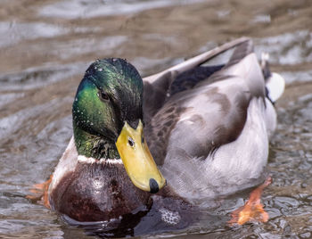 Close-up of birds in water