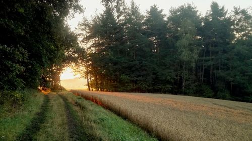 Scenic view of agricultural field during sunset