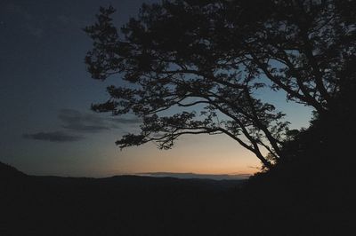 Silhouette tree against sky at sunset