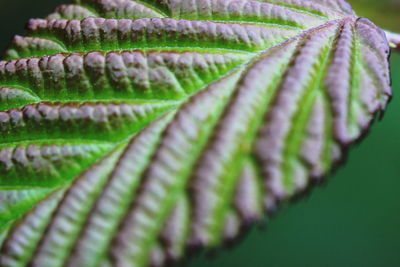 Close-up of green leaf