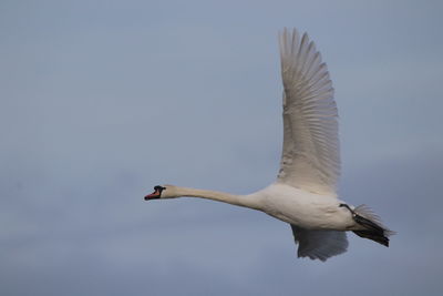 Low angle view of mute swan flying