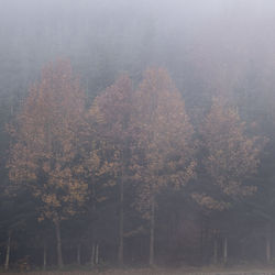 Trees in forest against sky during foggy weather