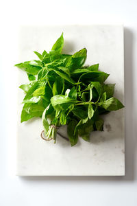 High angle view of green leaves on table