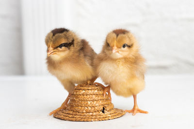 Close-up of two chicks