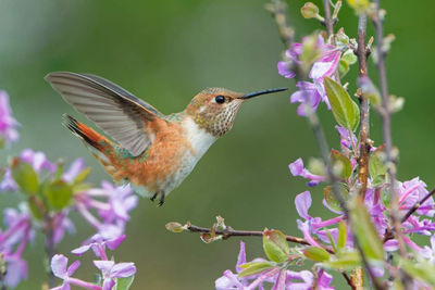 Close-up of bird perching on plant