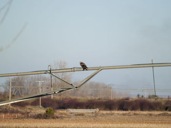 Bird perching on power line against clear sky