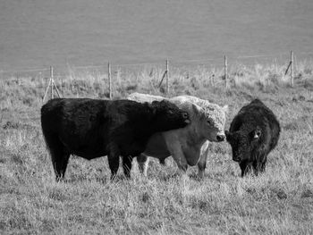 Helgoland island