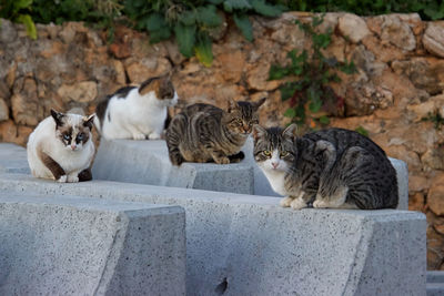 Cats relaxing on a wall