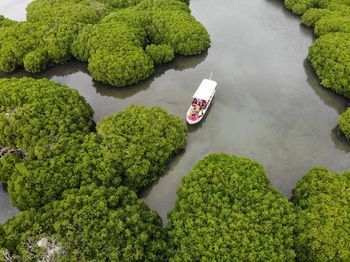 High angle view of broccoli