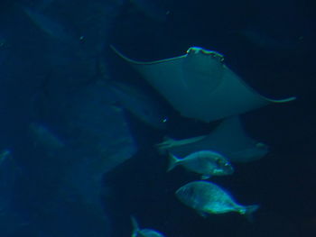 Fish swimming in aquarium