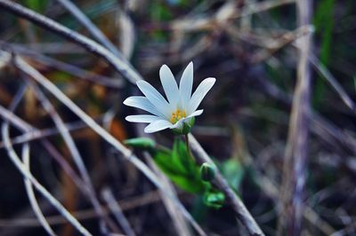 Close-up of white flowers