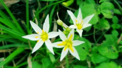 Close-up of white flowering plants on field