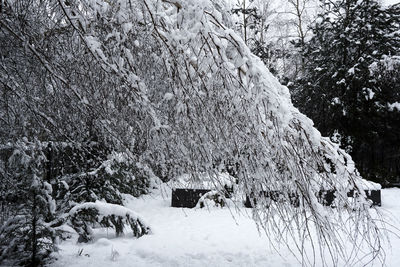 Snow on trees during winter