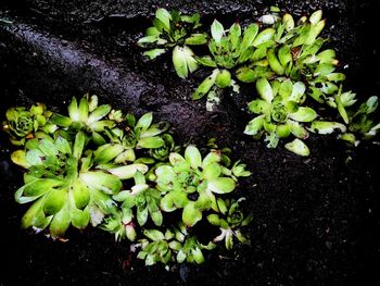 Close-up high angle view of plant