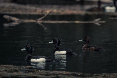 Ducks swimming in lake