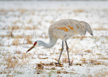 Side view of a bird on snowy field