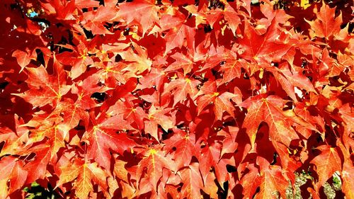 Full frame shot of red leaves
