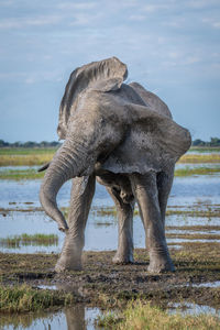 African elephant stands on riverbank twisting head