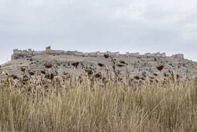 Hay bales in a field