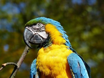 Close-up of a parrot perching on leaf