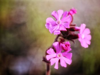 Close-up of pink flowers blooming outdoors