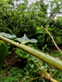 Close-up of raindrops on grass